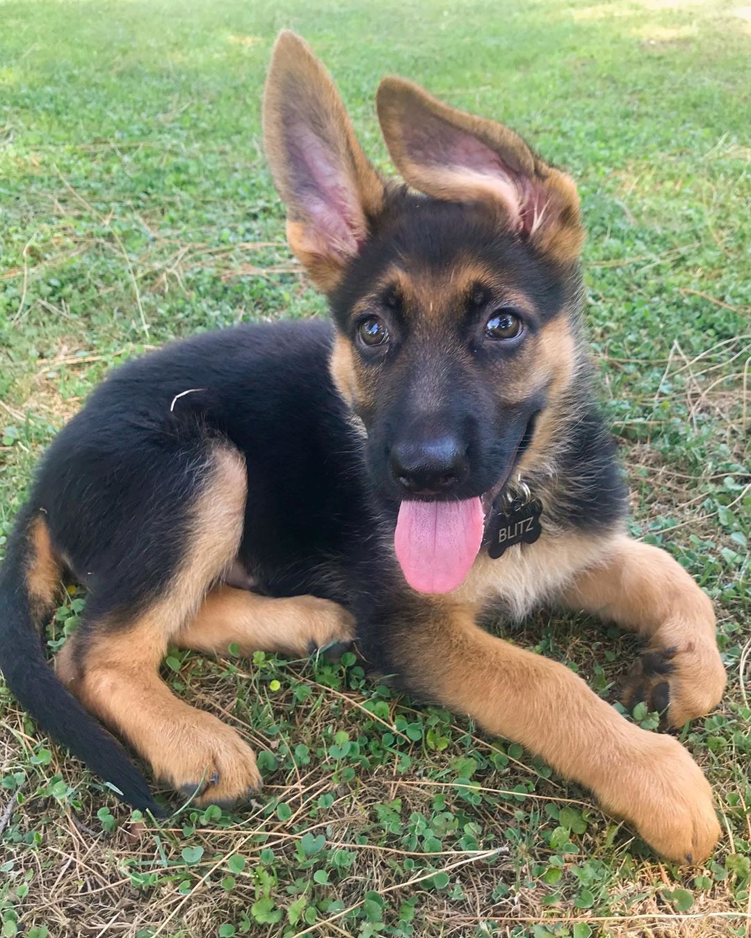 Deutscher Schäferhund